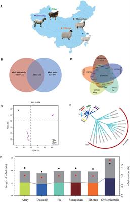 Deep Genome Resequencing Reveals Artificial and Natural Selection for Visual Deterioration, Plateau Adaptability and High Prolificacy in Chinese Domestic Sheep